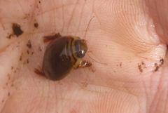 Acilius semisulcatus