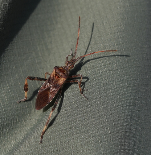 Western Conifer Seed Bug