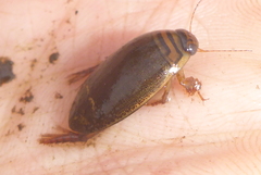 Acilius semisulcatus