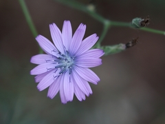 Lactuca perennis