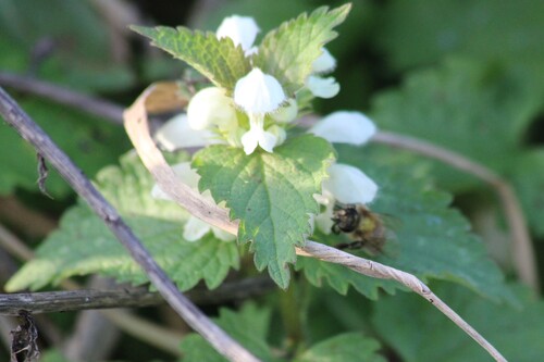 White deadnettle