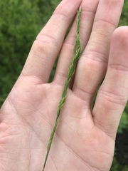 Festuca octoflora glauca
