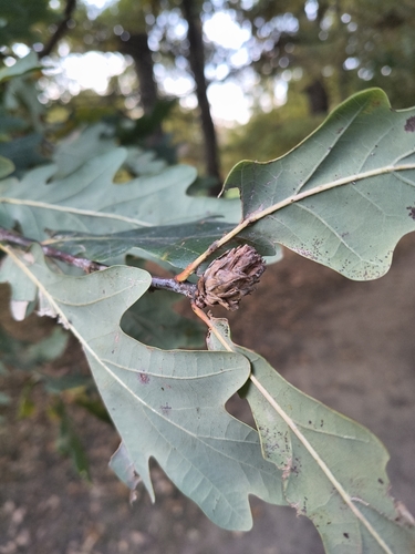 Oak Artichoke Gall Wasp
