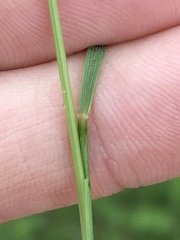 Festuca octoflora glauca