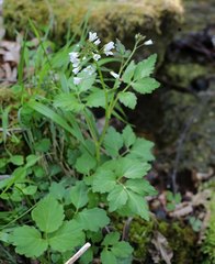Cardamine appendiculata