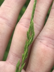 Festuca octoflora glauca