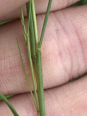 Festuca octoflora glauca