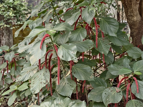 Acalypha hispida observed 2026-10-18