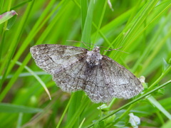 Paradarisa consonaria