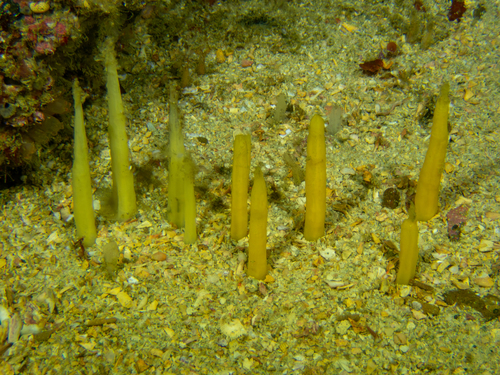 Ciocalypta observed 2026-10-15