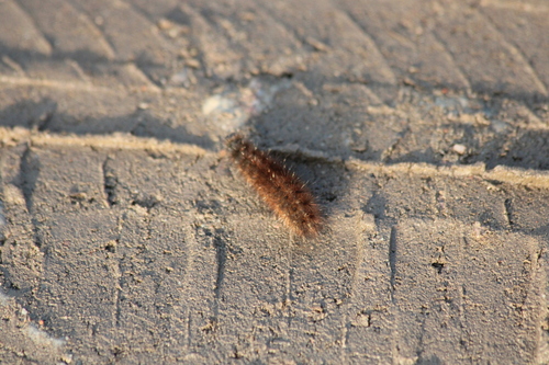 Ruby Tiger Moth