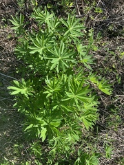 Lupinus hybridus