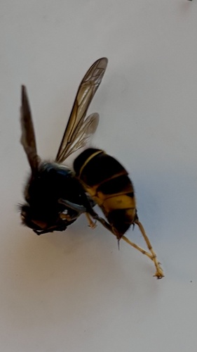 Vespa velutina nigrithorax
