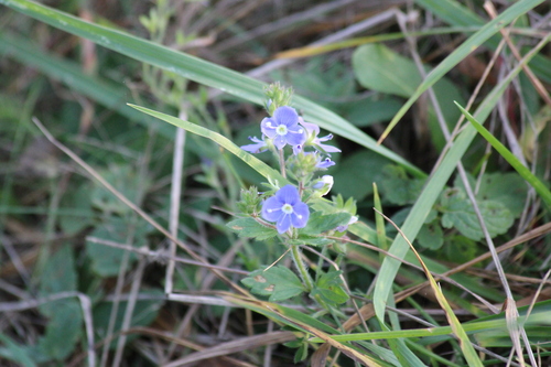 Germander Speedwell
