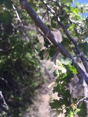 Ribes leptanthum