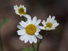 Tanacetum corymbosum
