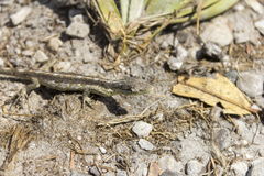 Polychrus acutirostris