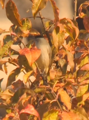 Eurasian Blackcap