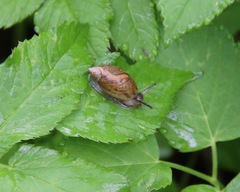 Oxyloma retusum