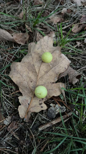 Cherry Gall Wasp