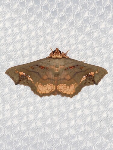 Eriocera observed 2026-10-18