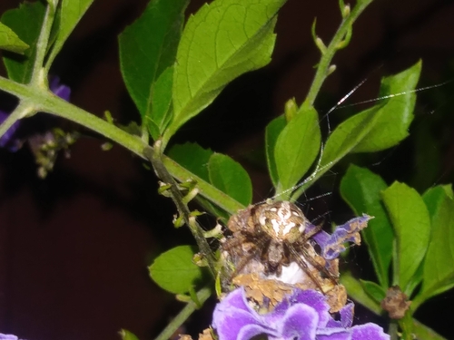 Neoscona arabesca image