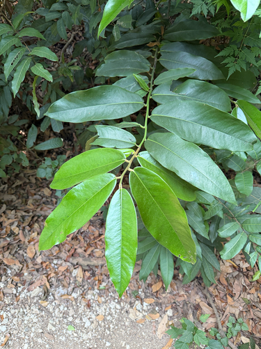 Diospyros blancoi observed 2026-10-17