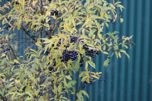 Common Privet