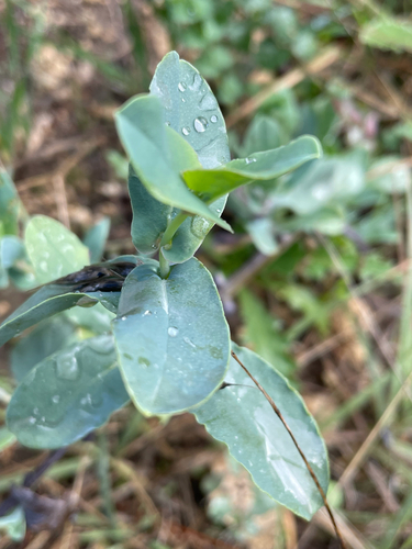 Cerinthe minor observed 2026-10-18