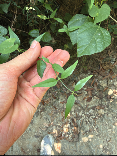 Jasminum nervosum observed 2026-10-17