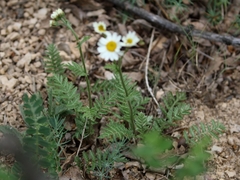 Tanacetum corymbosum