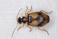 Lebia fuscata