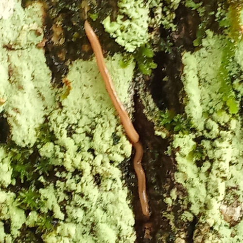 Geonemertes pelaensis observed 2026-10-18