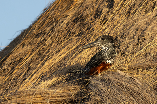iNaturalist image