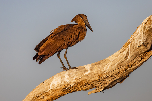 iNaturalist image