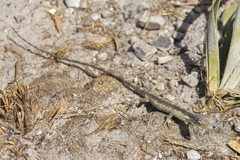 Polychrus acutirostris