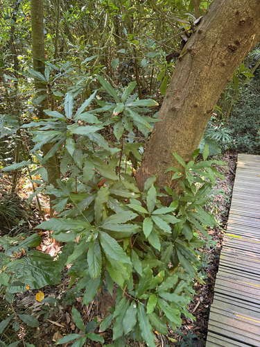 Machilus japonica observed 2026-10-17