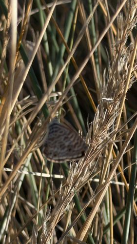 Lang's Short-tailed Blue