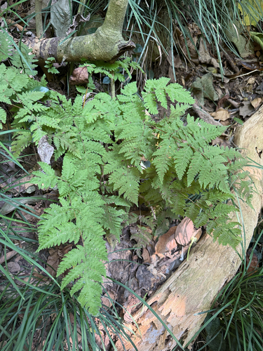 Tectaria membranacea observed 2026-10-17