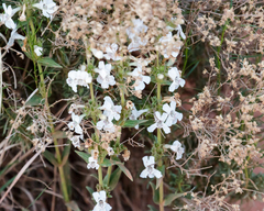 Penstemon albidus