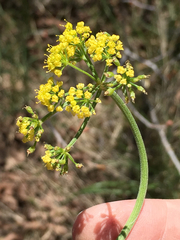 Lomatium triternatum