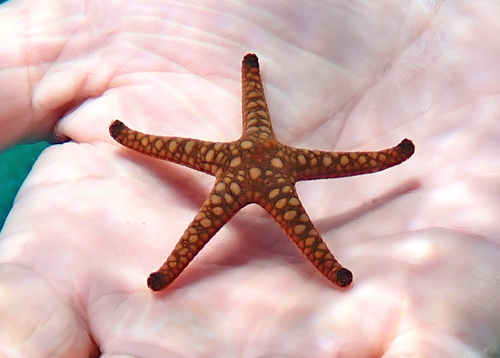 Fromia indica observed 2026-10-17