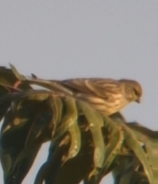 European Serin