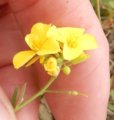 Physaria gracilis