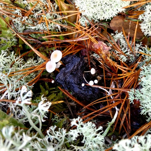 Collybia cirrhata, 2026-10-17