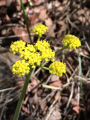 Lomatium triternatum