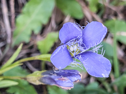 Fringe-flowered Gentian