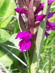 Dactylorhiza lapponica