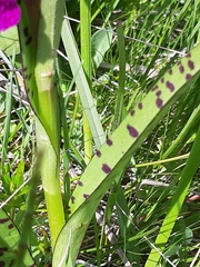Dactylorhiza lapponica