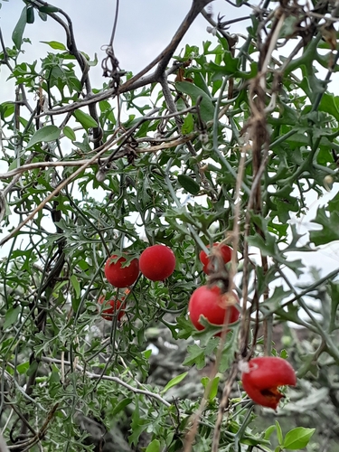 Slimlobe Globeberry